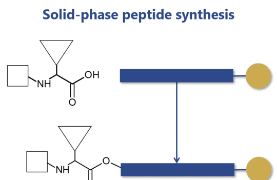 How the discovery and consolidation of solid-phase peptide synthesis continue to boost the development of therapeutic peptides