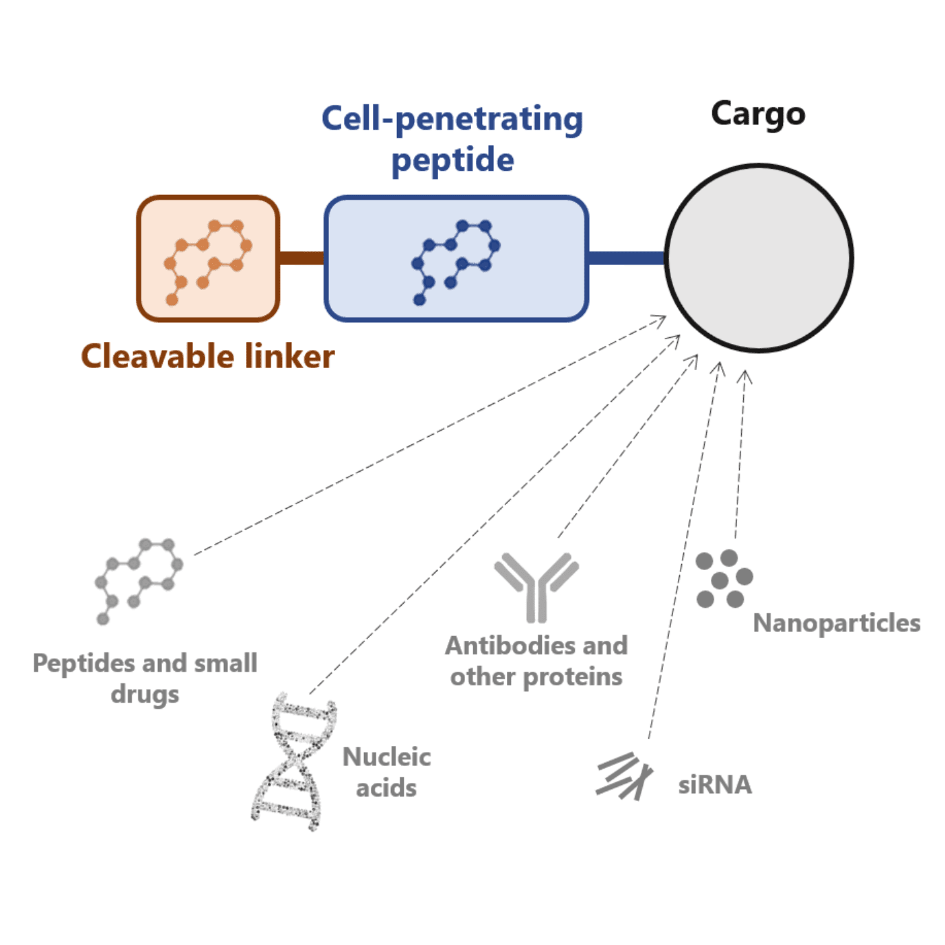 Cell-penentrating peptides