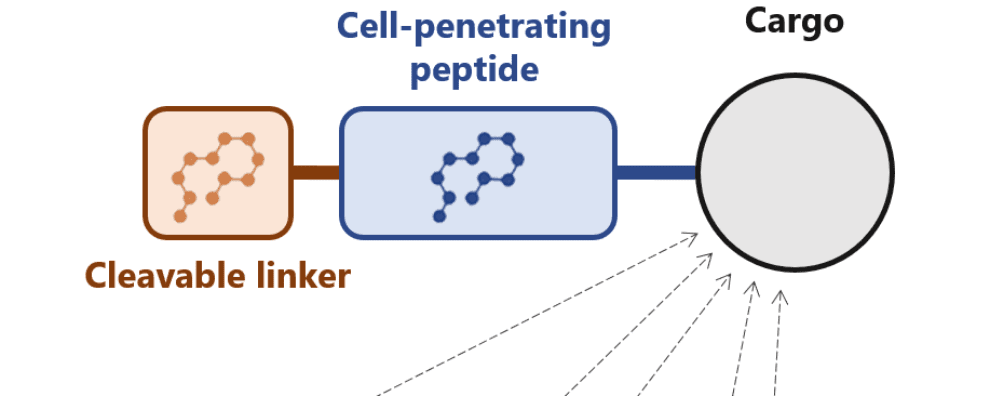 Can cell-penetrating peptides solve one of the central challenges of modern medicine?