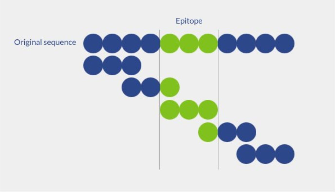 Overlapping peptide library