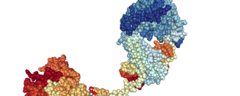 How nature inspires the development of better antibody design techniques