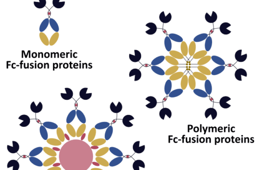 Use recombinant antibody expression to unlock the full potential of fusion proteins