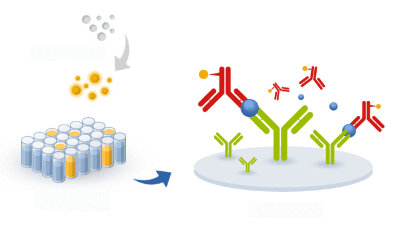 Sandwich ELISA principle