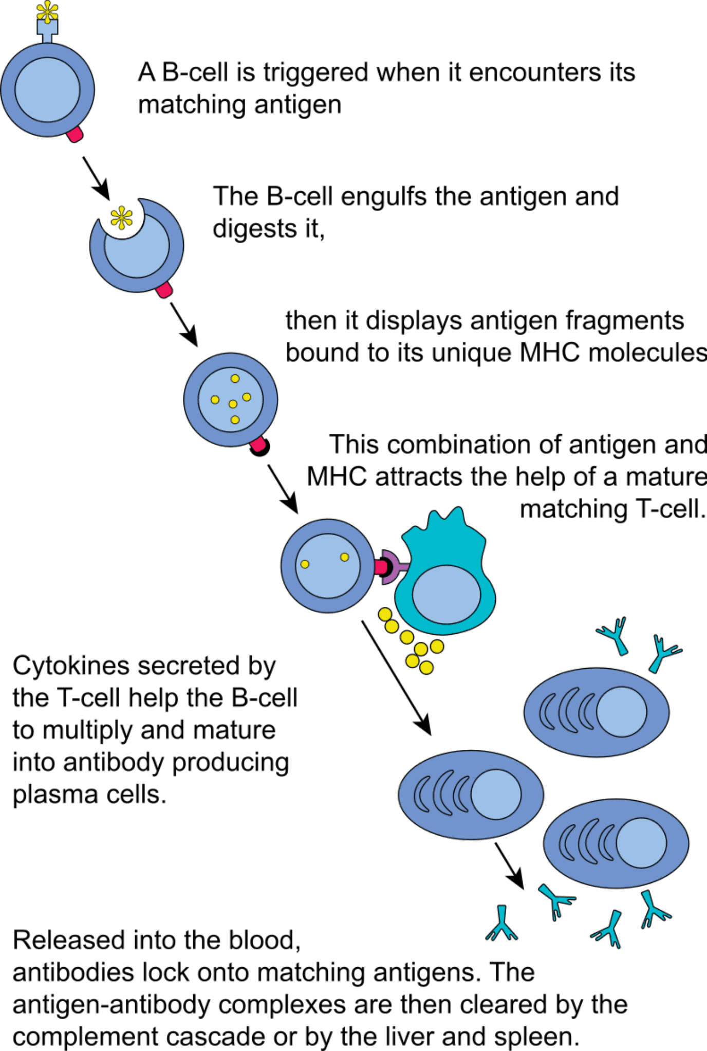 Complete B cell activation
