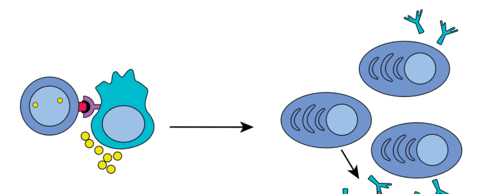 What stimulates antibody generation and how to leverage it for the design of effective immunization strategies