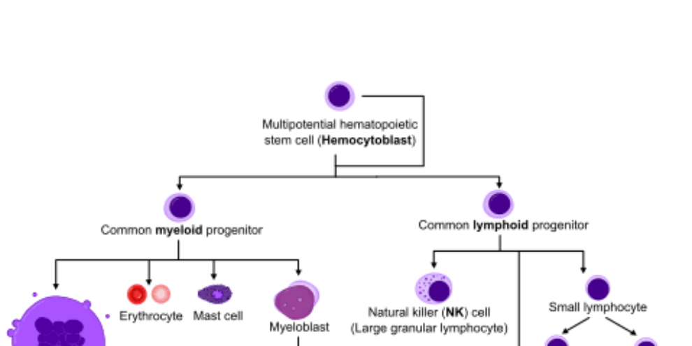 How activation mechanisms influence antibody production by B cells in the human organism?