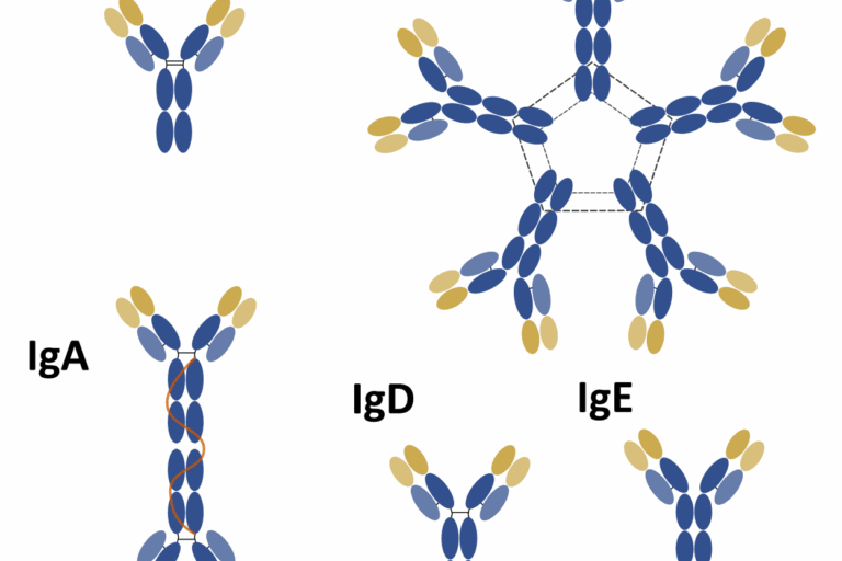Types of antibodies