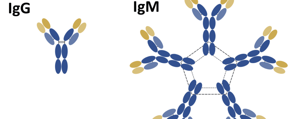 Everything you need to know about the structure and types of antibodies in the forefront of the immune response