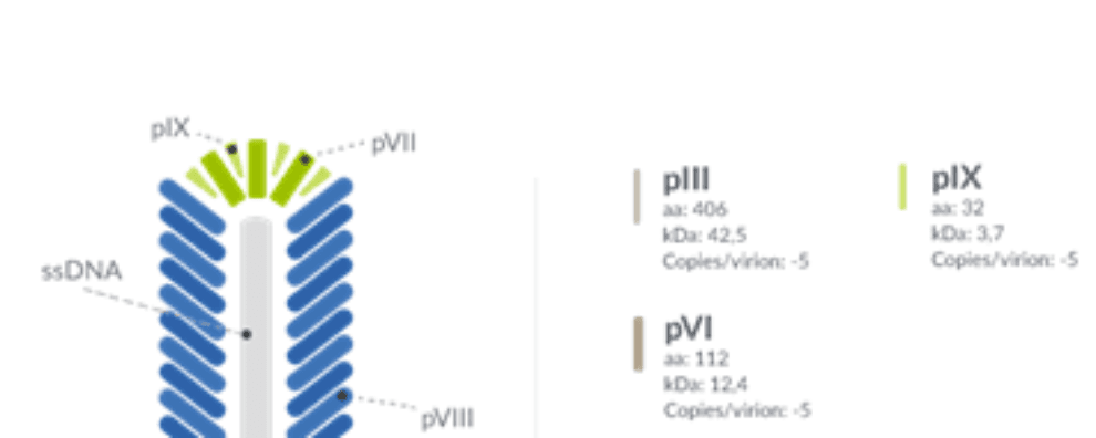 Fully human monoclonal antibody discovery: technologies and trends