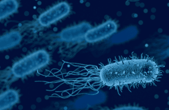 Does secondary antibody production need to be animal-dependent? How researchers are challenging conventional methodologies