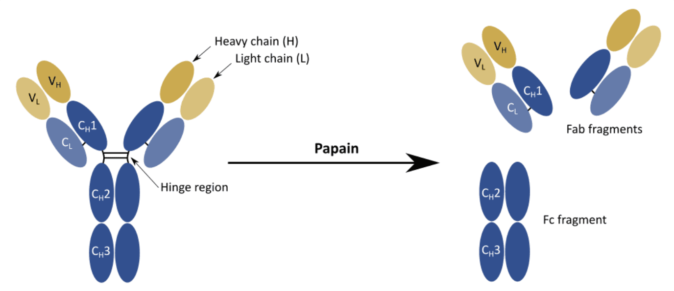 Antibody structure