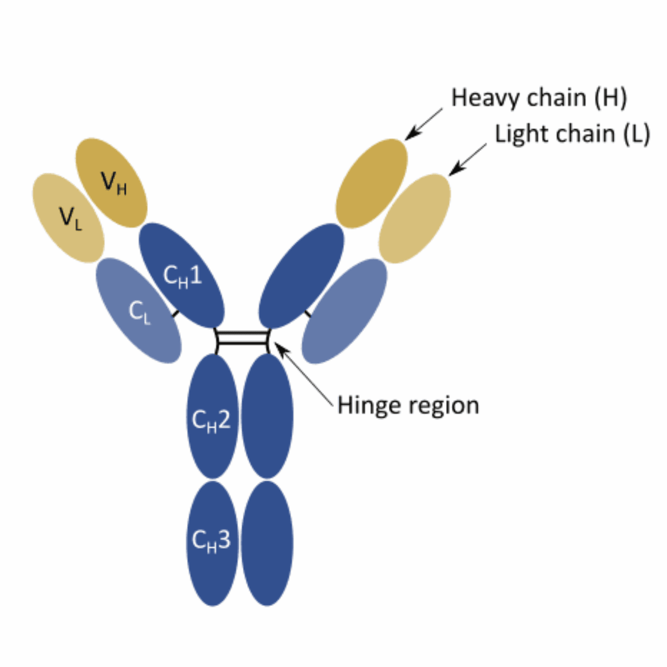 rabbit monoclonal antibody