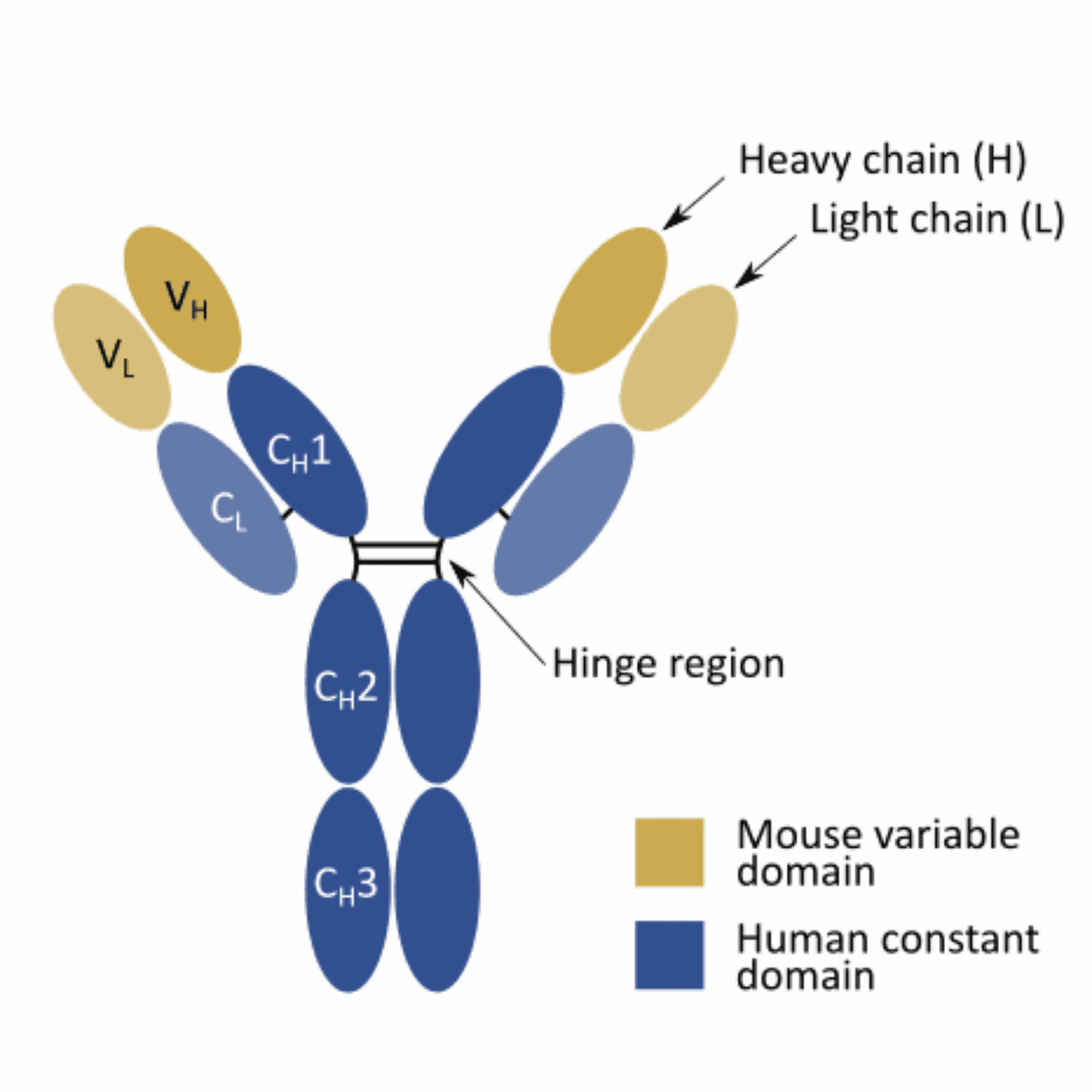 what are chimeric antibodies