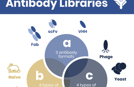 Essential antibody library generation and display technologies for the discovery of new reagents and biopharmaceuticals