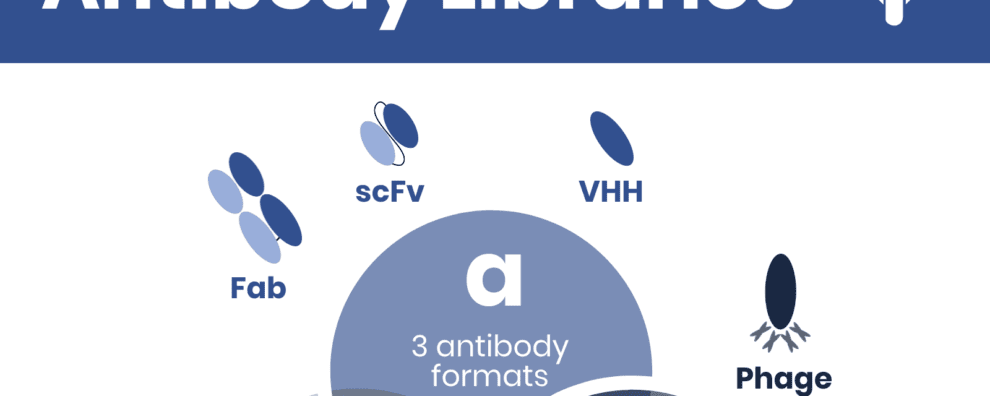 Essential antibody library generation and display technologies for the discovery of new reagents and biopharmaceuticals