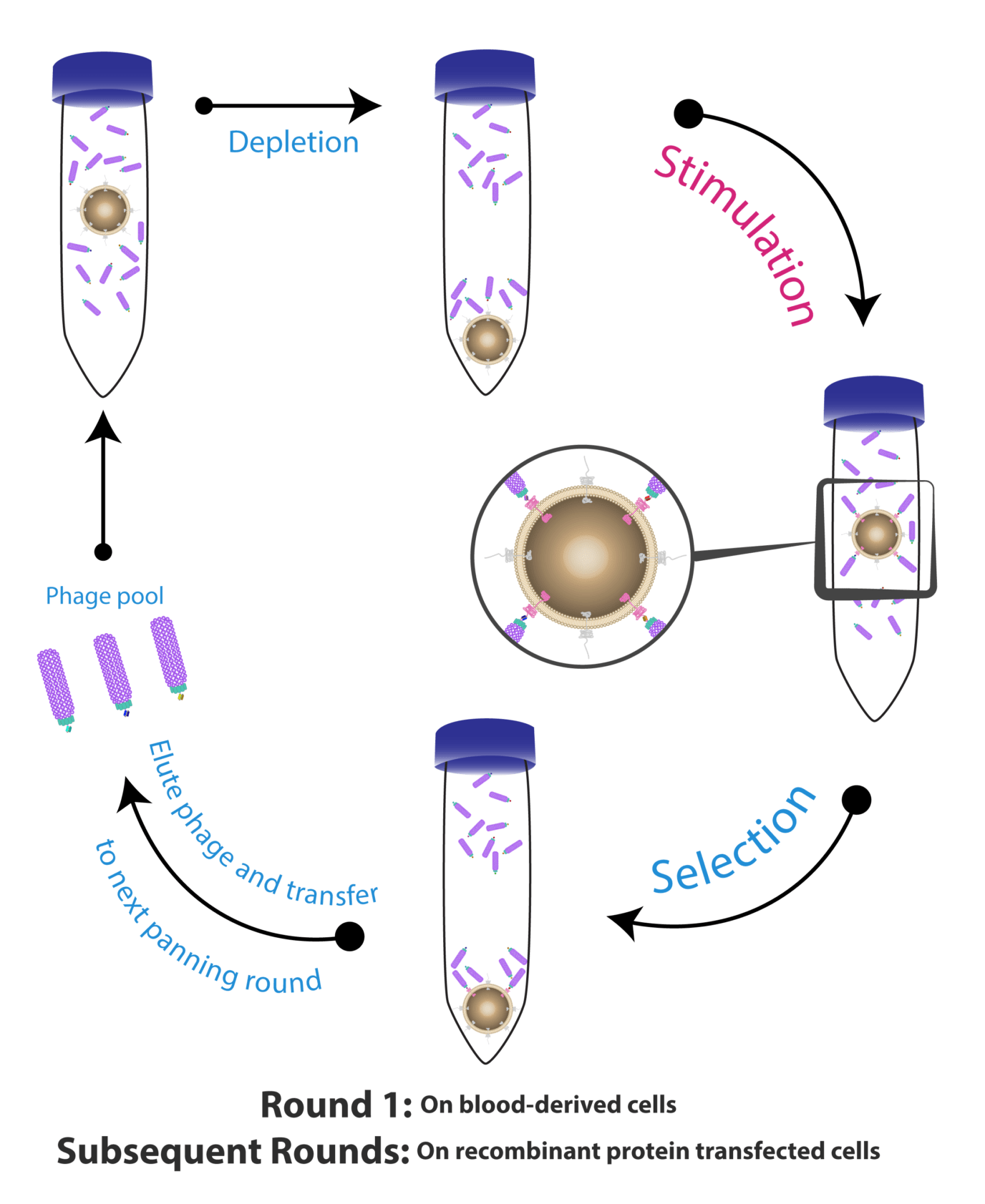 Conformation specific antibodies