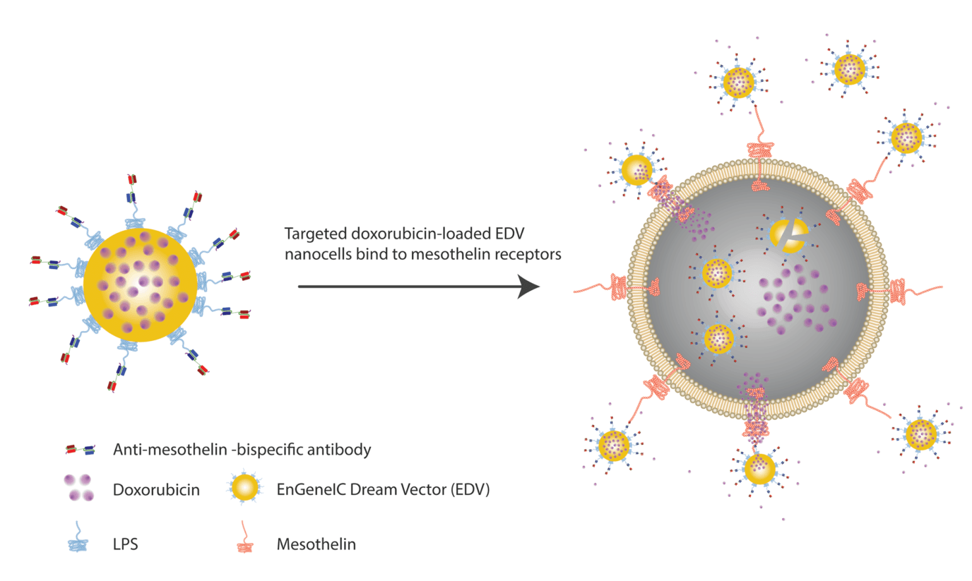 nanocells