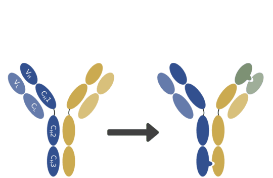 How the phage display technology is boosting the production of valuable bispecific antibodies