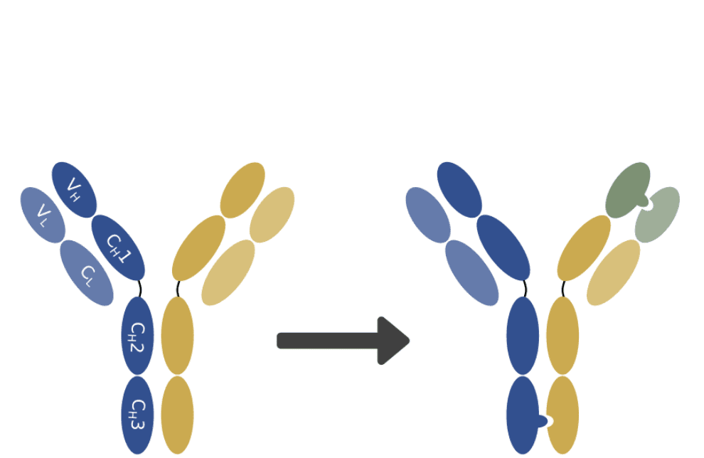 Antibody production Archives Biology Diagrams