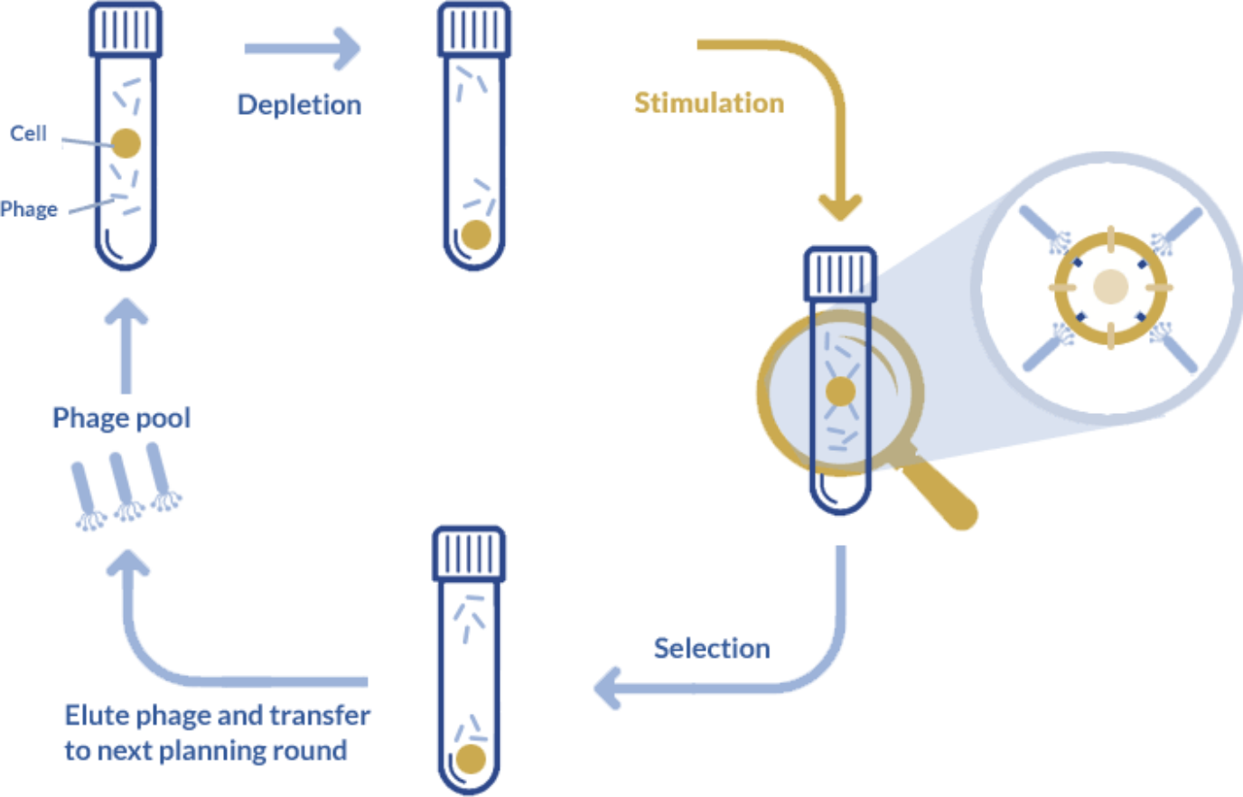 Unique advantages of phage display for therapeutic applications