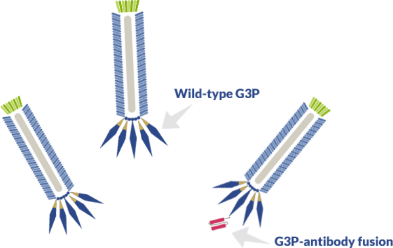 Wild type G3P versus G3P-antibody fusion in M13 phage