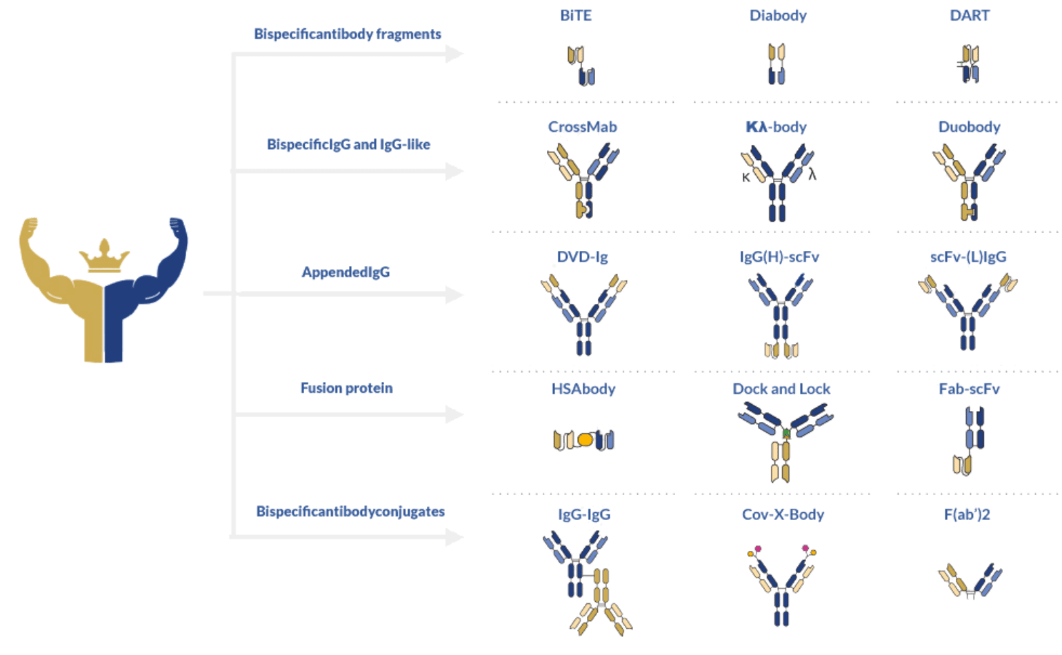 The untapped potential of bispecific antibody therapies ProteoGenix