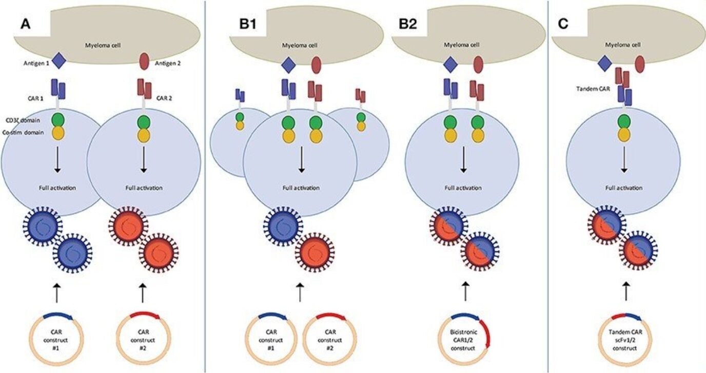 Dual targeting CAR-T cells