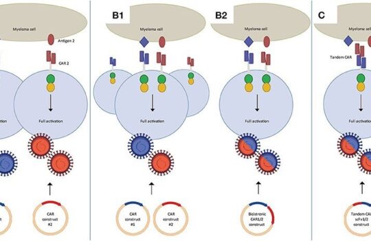 Dual targeting CAR-T cells