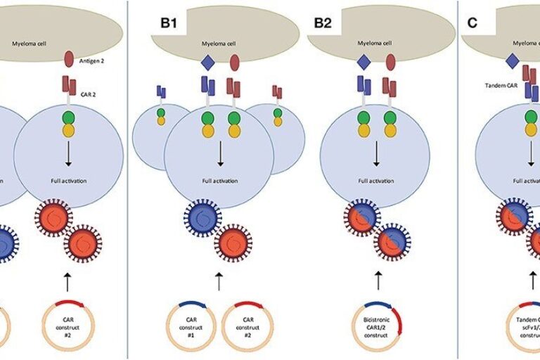Dual targeting CAR-T cells