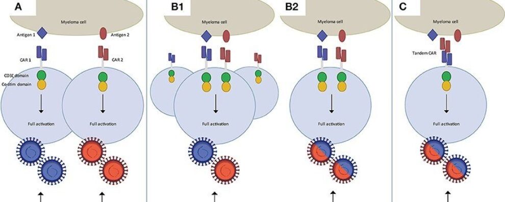 CAR-T cell engineering: strategies to overcome remaining limitations