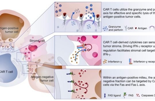 Killing mechanisms CAR-T cells