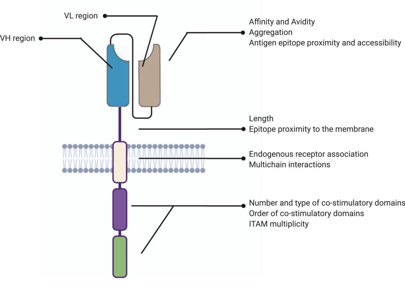 Structure of chimeric antigen receptors