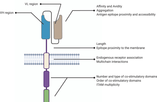 Structure of chimeric antigen receptors