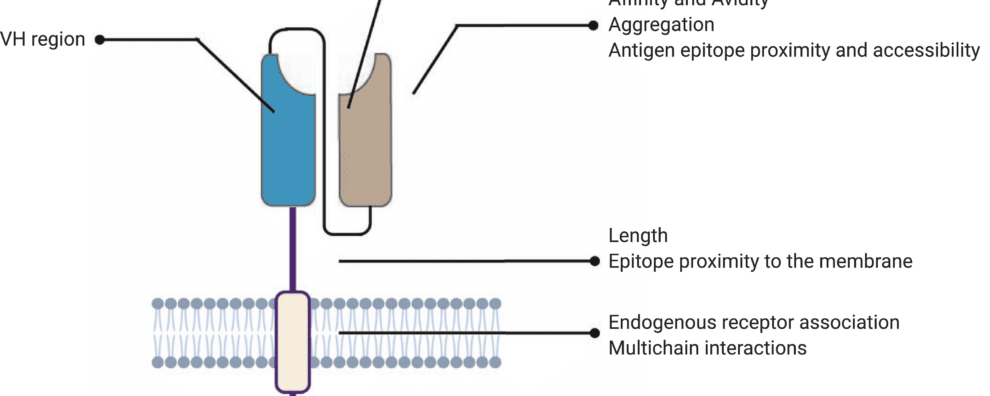 The structure of CAR-T cells