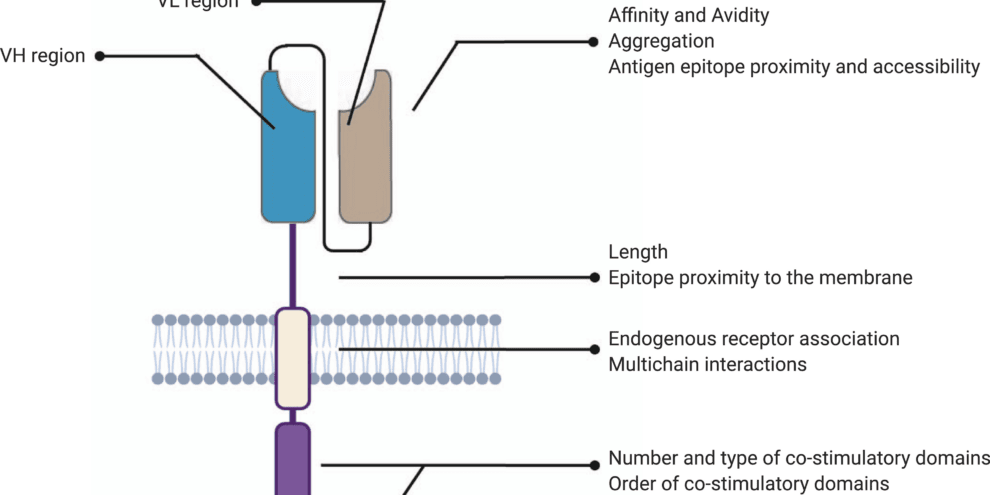 The structure of CAR-T cells