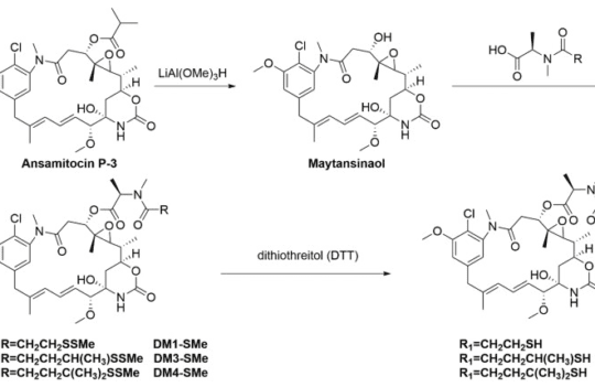 Tubulin inhibitors as payloads of ADCs