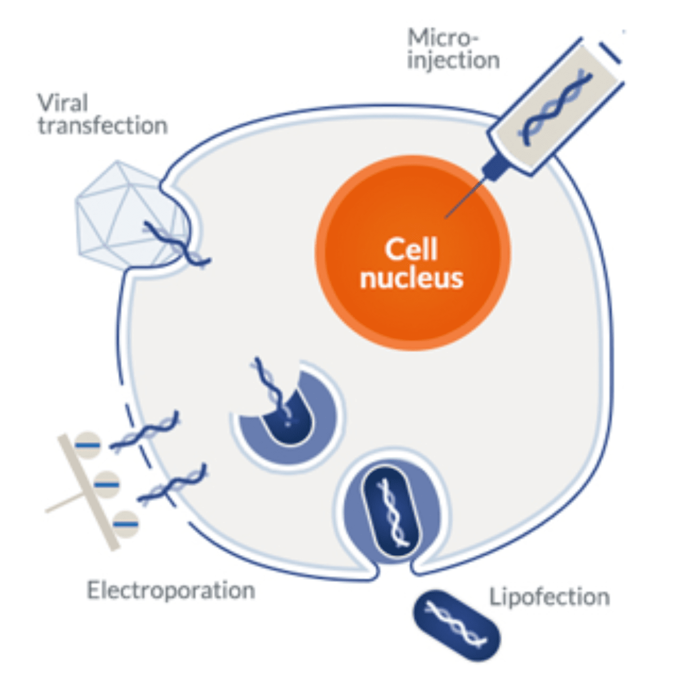 TransfectionMethods