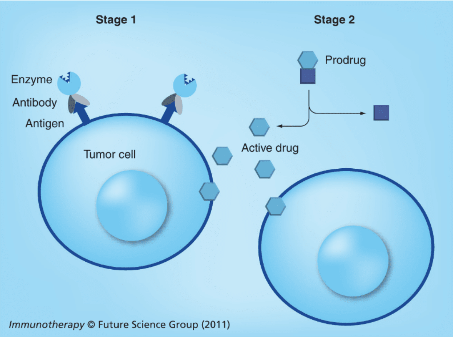 Antibodyenzyme conjugates for therapeutic applications ProteoGenix