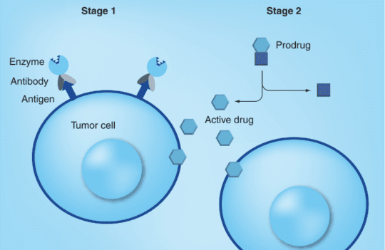 Antibody-enzyme conjugates for therapeutic applications