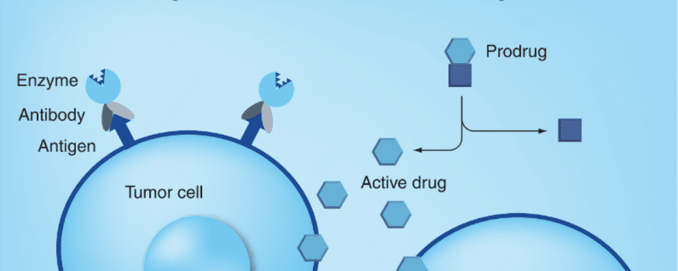 Antibody-enzyme conjugates for therapeutic applications