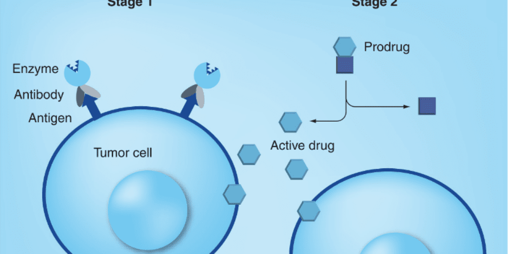 Antibody-enzyme conjugates for therapeutic applications