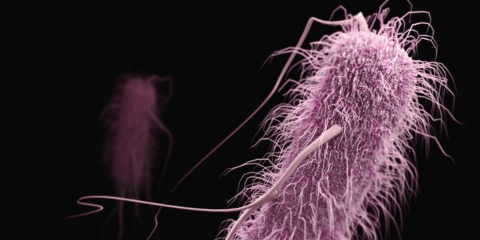 Antibody-antibiotic conjugates for therapeutic applications