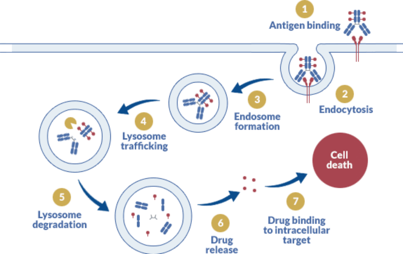 ADC mechanism of action