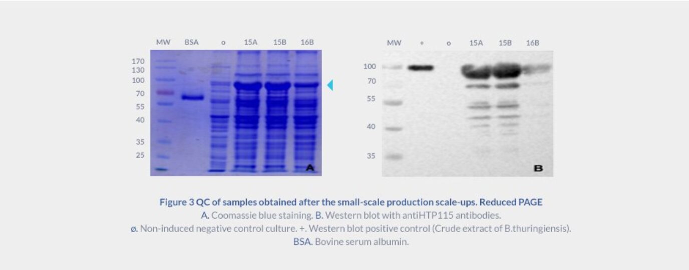 Expression tests for protein expression in B. subtilis
