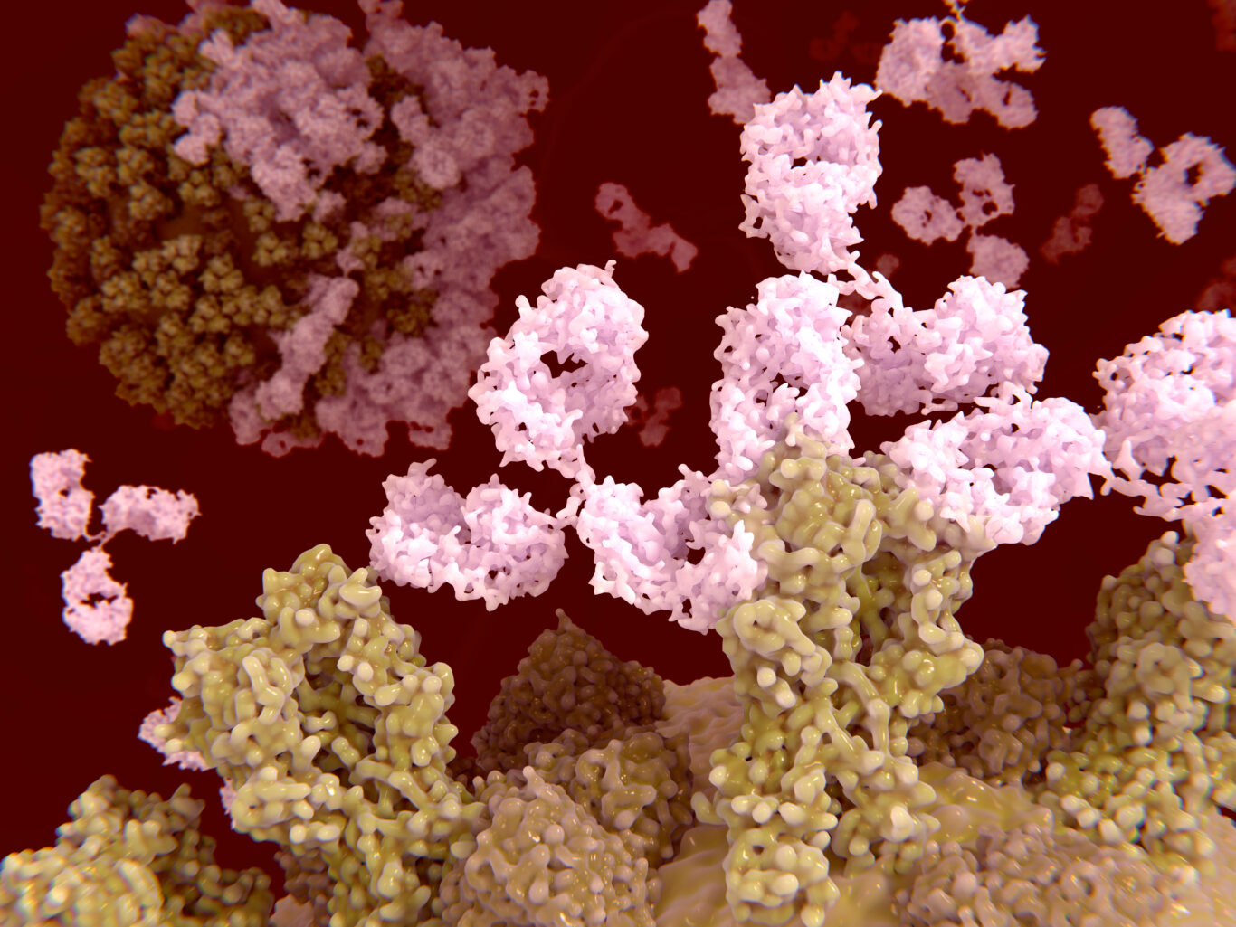 Stable Cells. Examples Stable Cell Pools for Therapeutic Antibody Development - ProteoGenix