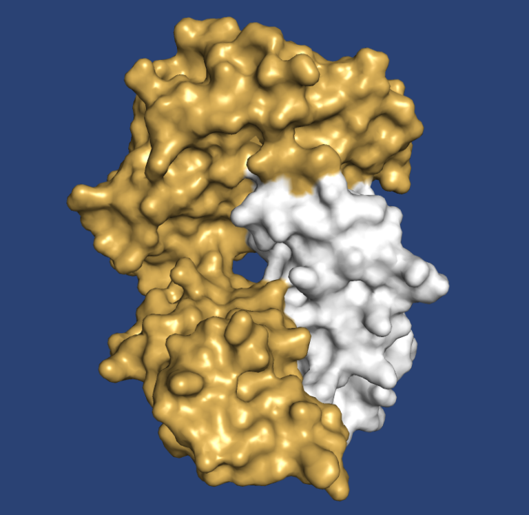 Monoclonal antibody development for peptide-MHC targeting in cancer immunotherapy.