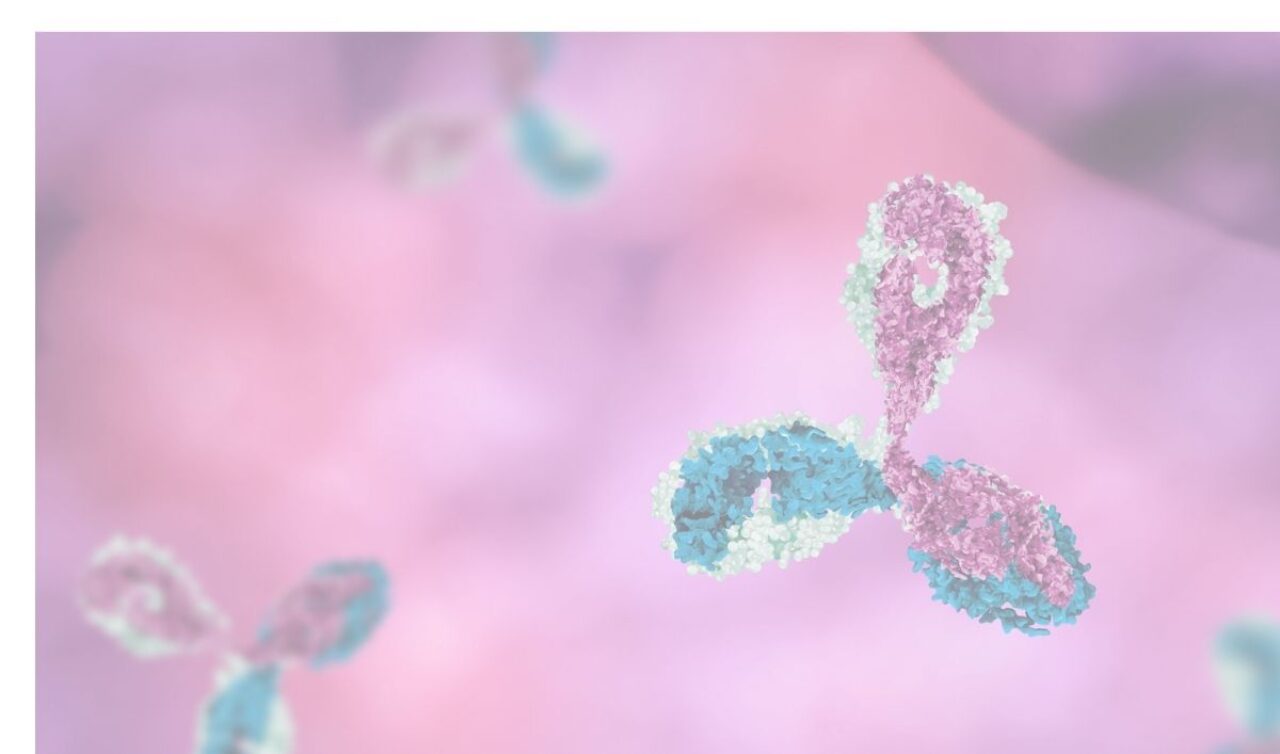 Antibodies in pink background