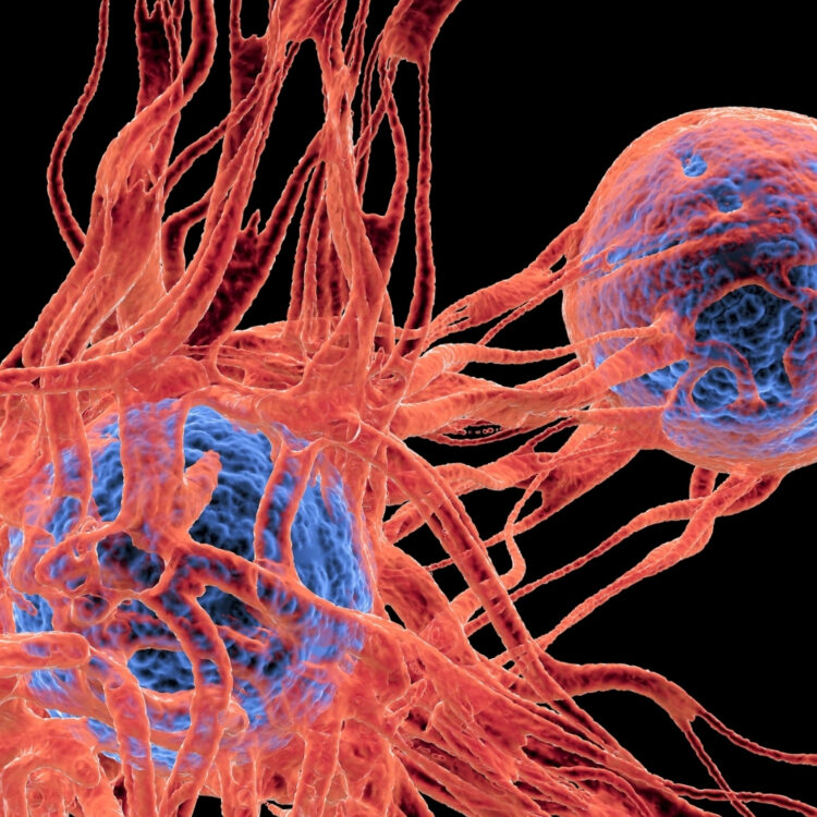 cancer cells showing the blood vessel formation