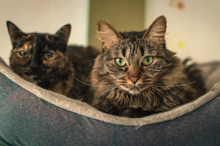 Which approach should you choose to get a species-specific veterinary monoclonal antibody? A decision guide