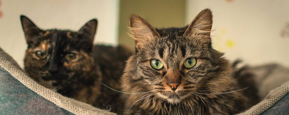 Which approach should you choose to get a species-specific veterinary monoclonal antibody? A decision guide